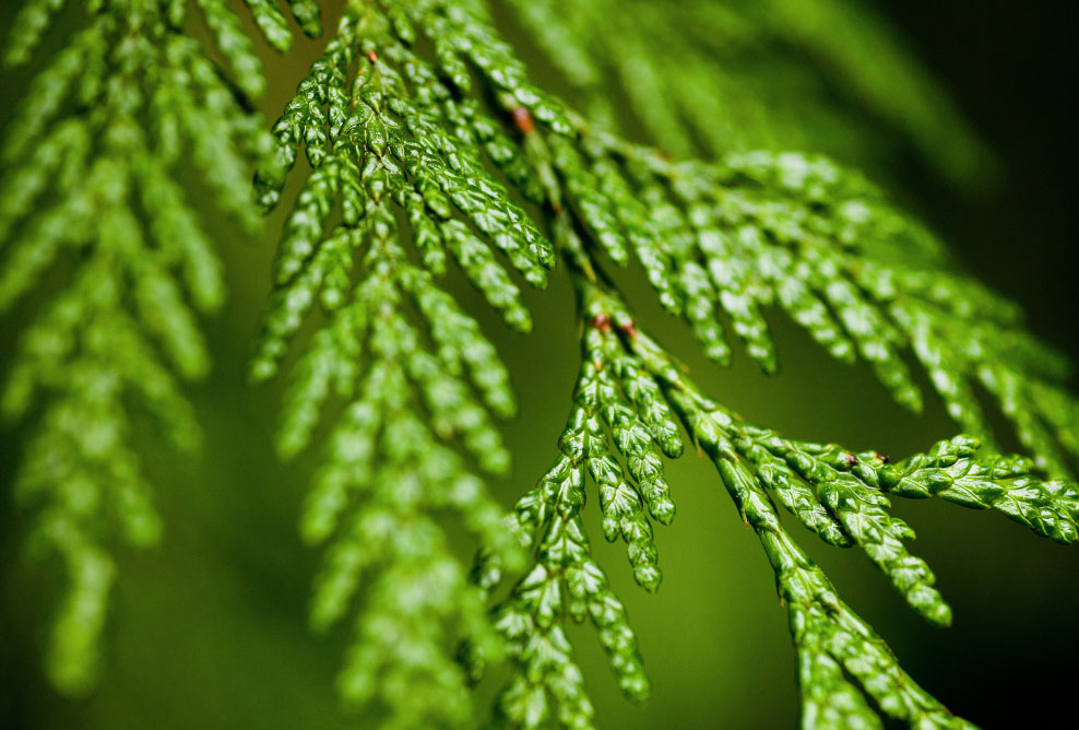 Province Launches Conservation Tool, Takes Further Action On Old-Growth Forests