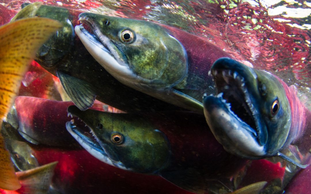 To keep track of salmon migrations in real time, First Nations turn to AI