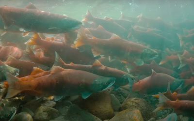 Eyes Turn To B.C. As U.S. Pauses Approval Of LNG Projects