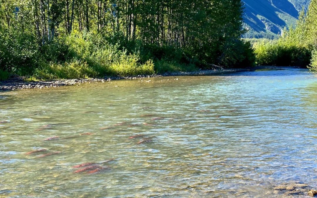 Gitanyow Hereditary Chiefs in court to fight for proper consultation on proposed Ksi Lisims LNG project